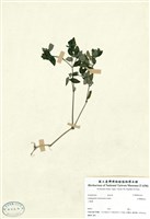 藏品(臺灣鱗球花)的圖片